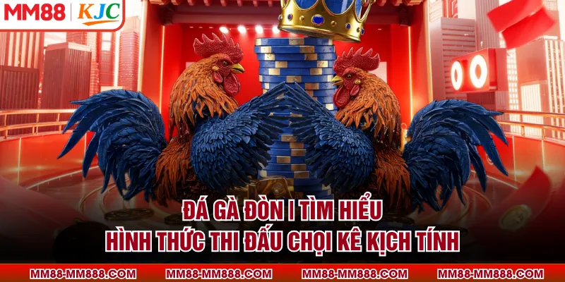 Đá Gà Đòn | Tìm Hiểu Hình Thức Thi Đấu Chọi Kê Kịch Tính